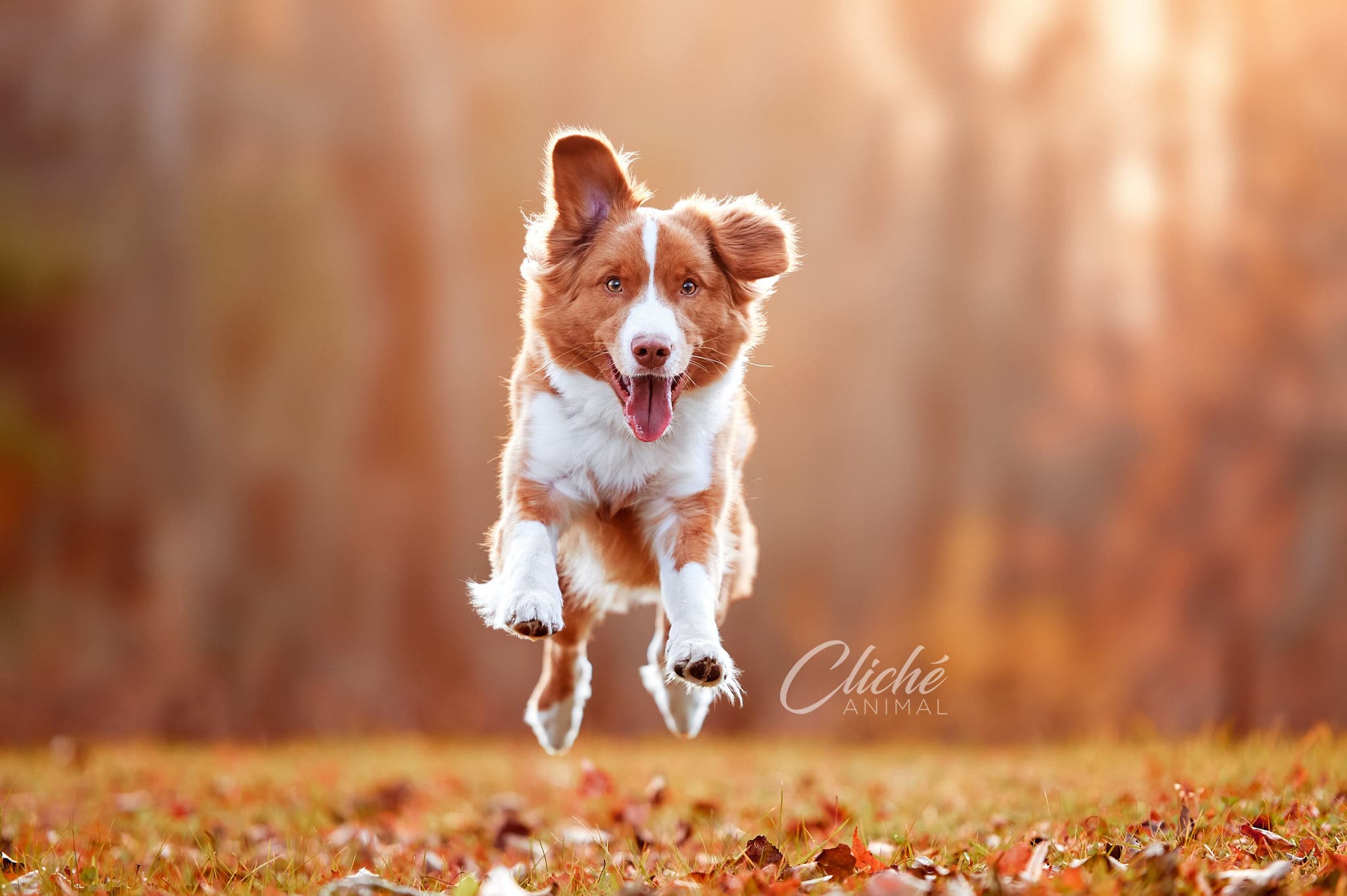 Cliché Animal