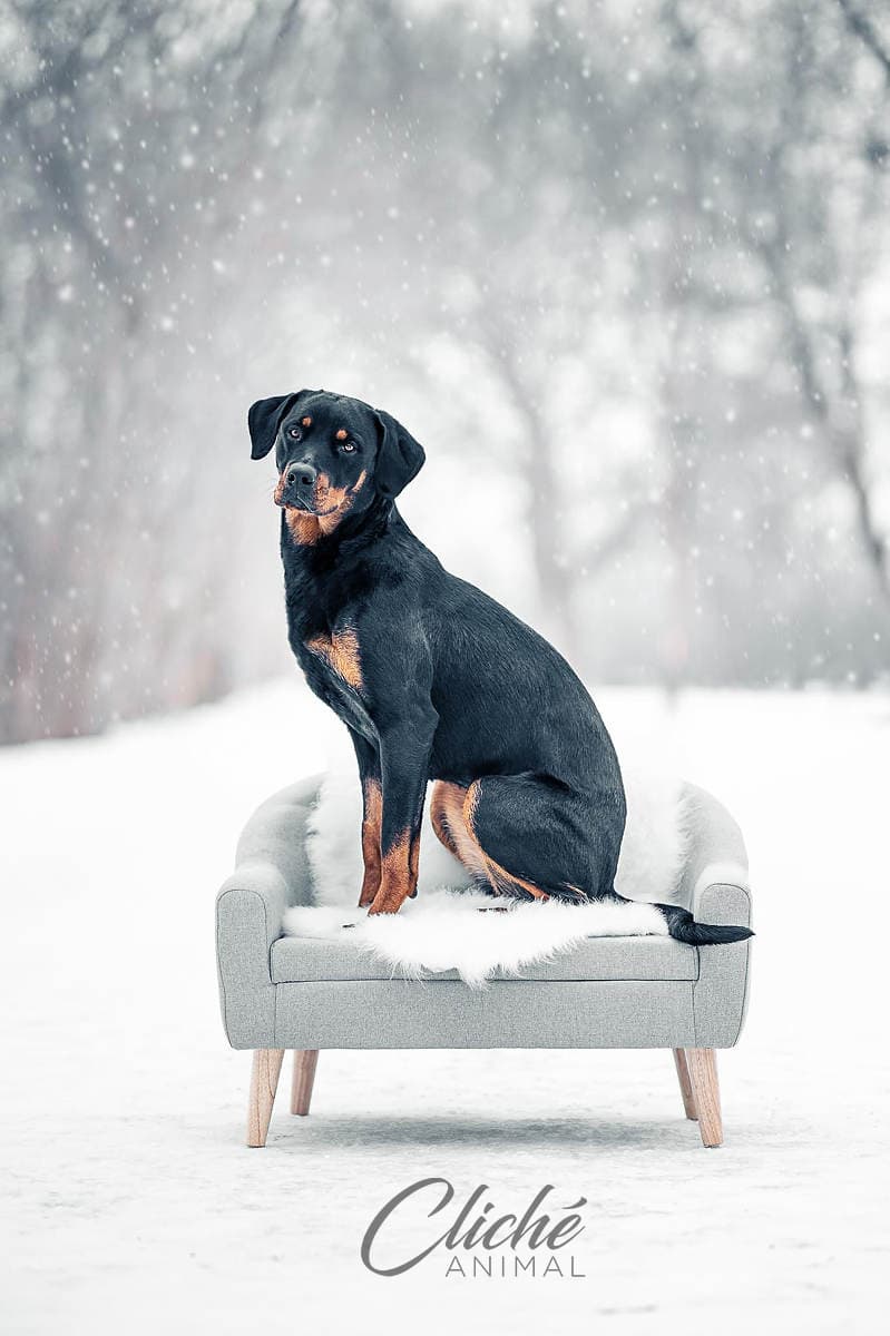 Cliché Animal