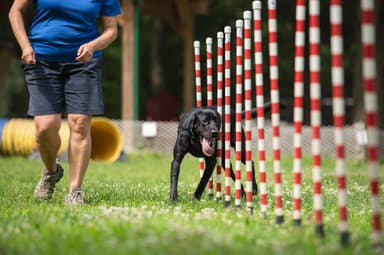 Guides Canins
