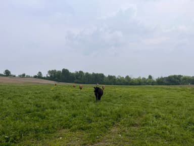Harmony Ranch