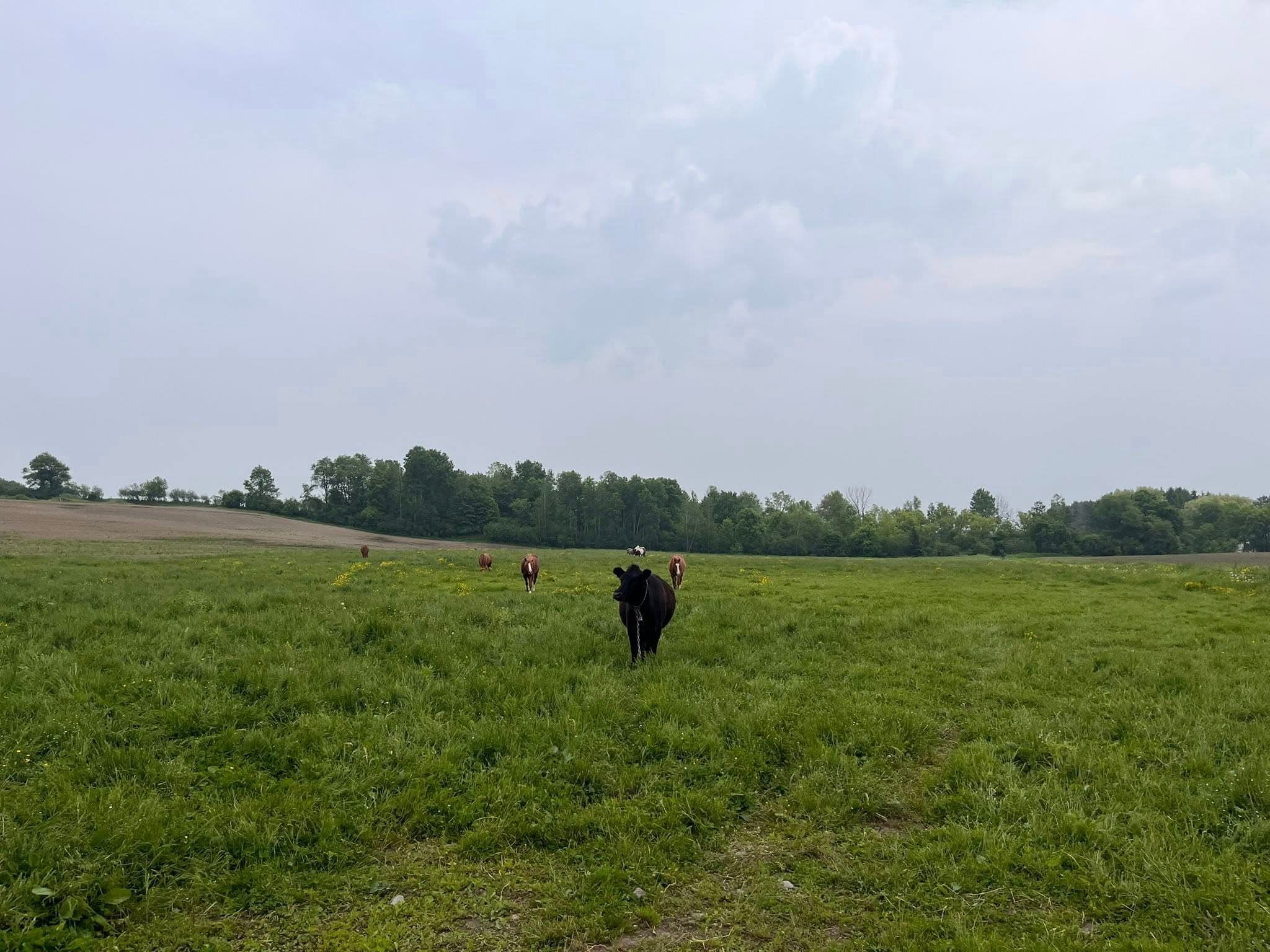 Harmony Ranch