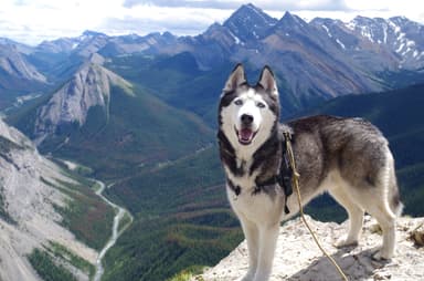 Optima Canin