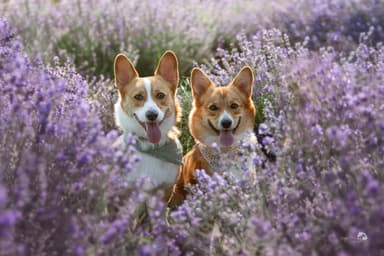 Optima Canin