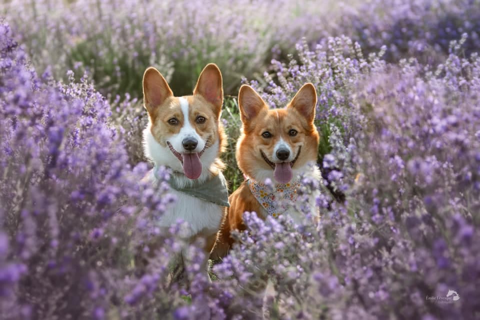 Optima Canin