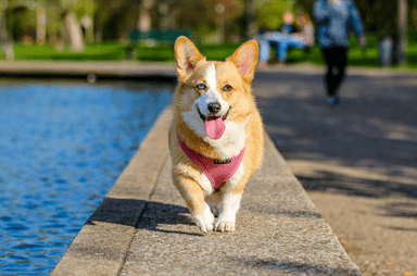 Optima Canin