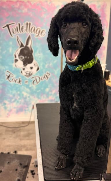 Rock n Dogs