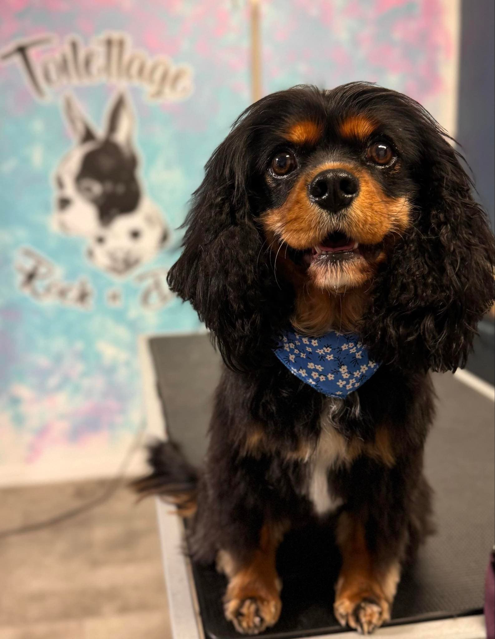 Rock n Dogs