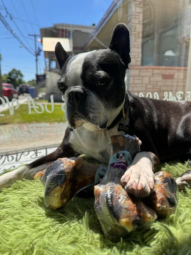 Rock n Dogs