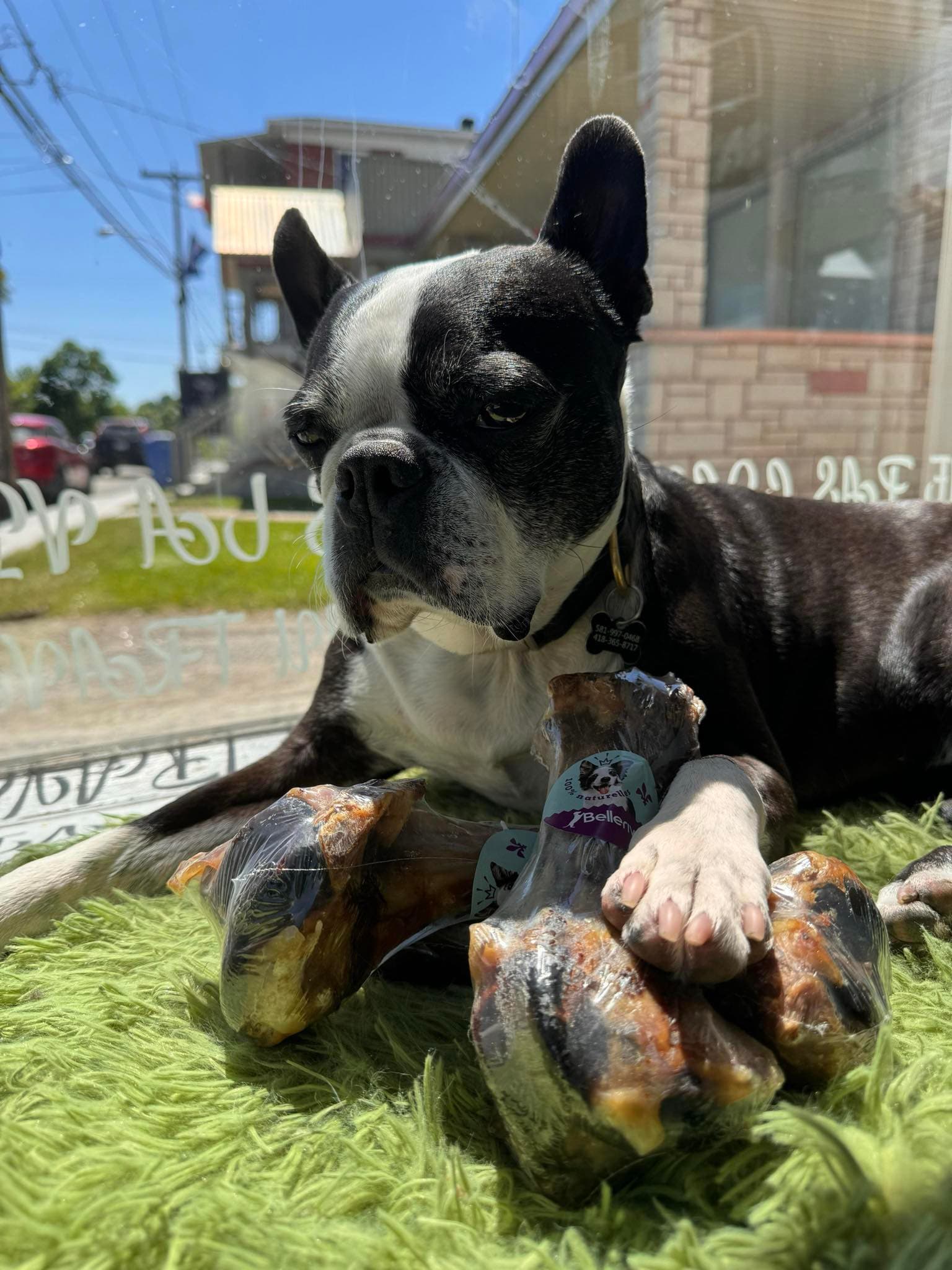 Rock n Dogs
