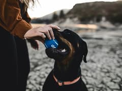 Chien noir avec une balle
