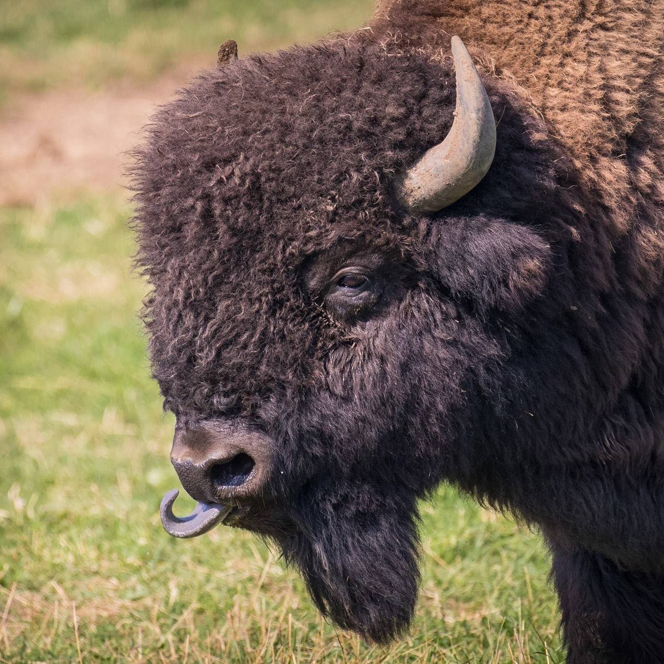 La Terre des Bisons