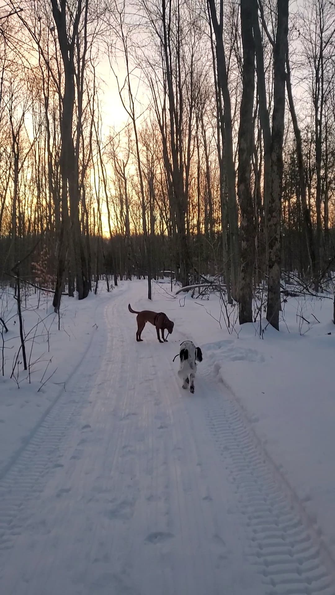 Centre Canin LeGardeur