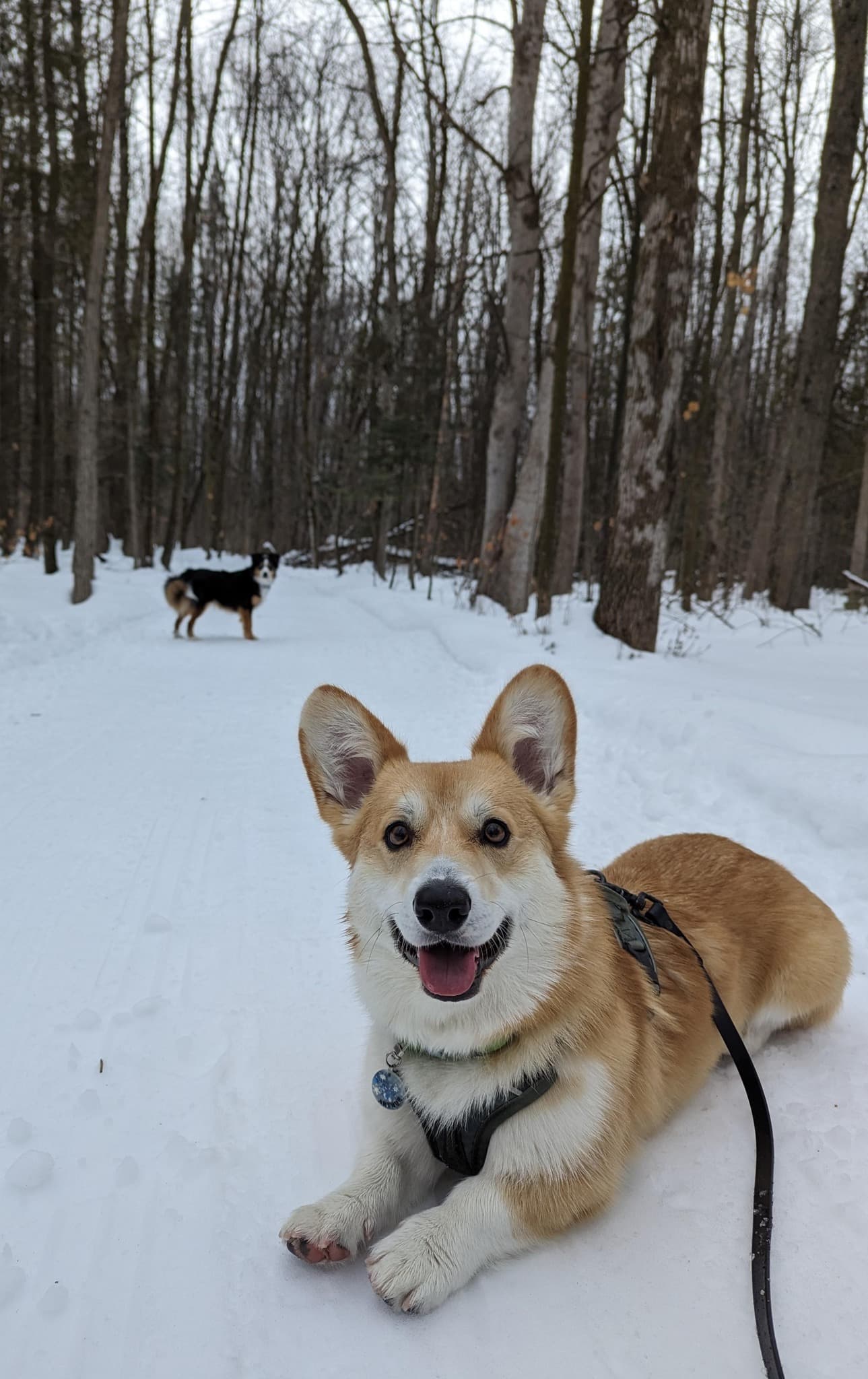 Centre Canin LeGardeur