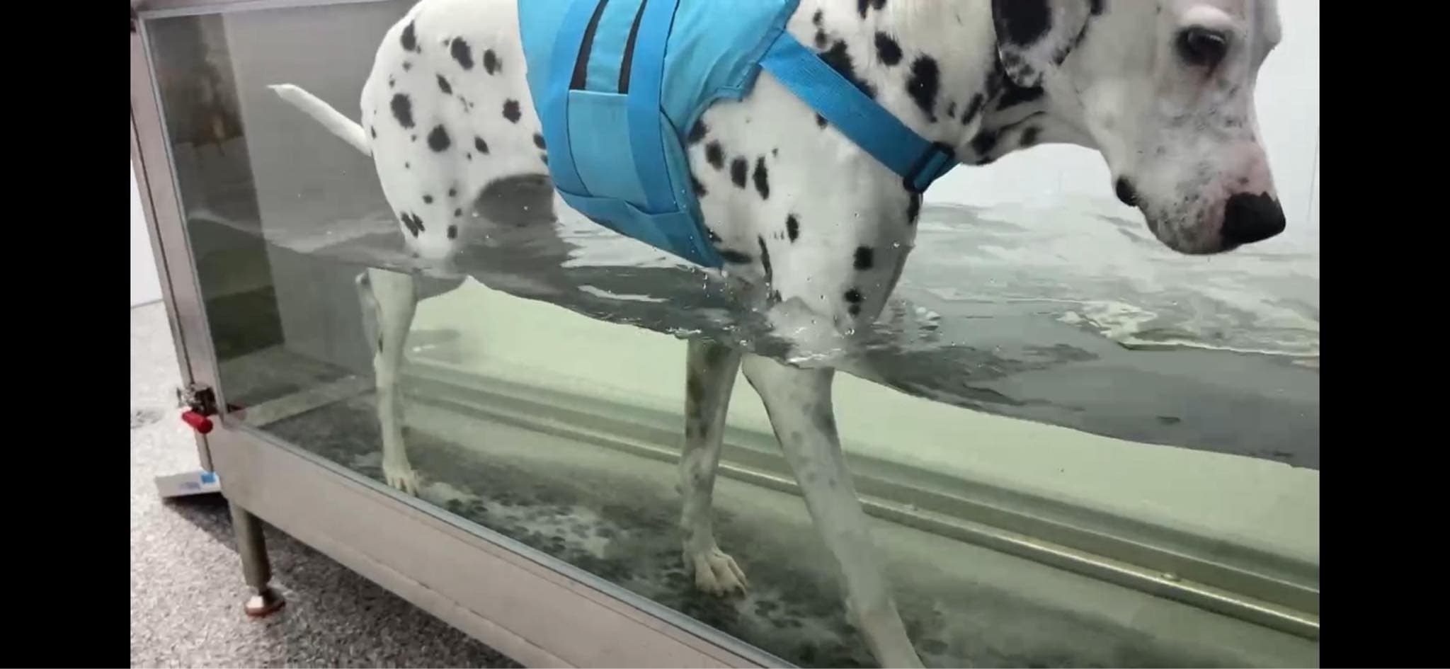 Centre Canin Shanelle & Cie