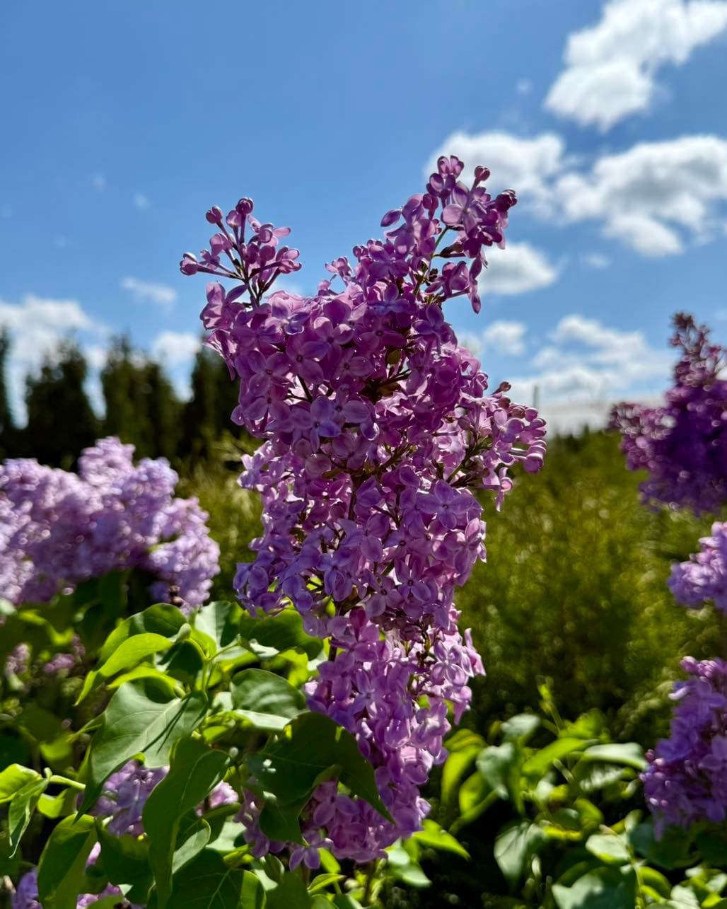 Centre de Jardin Brossard