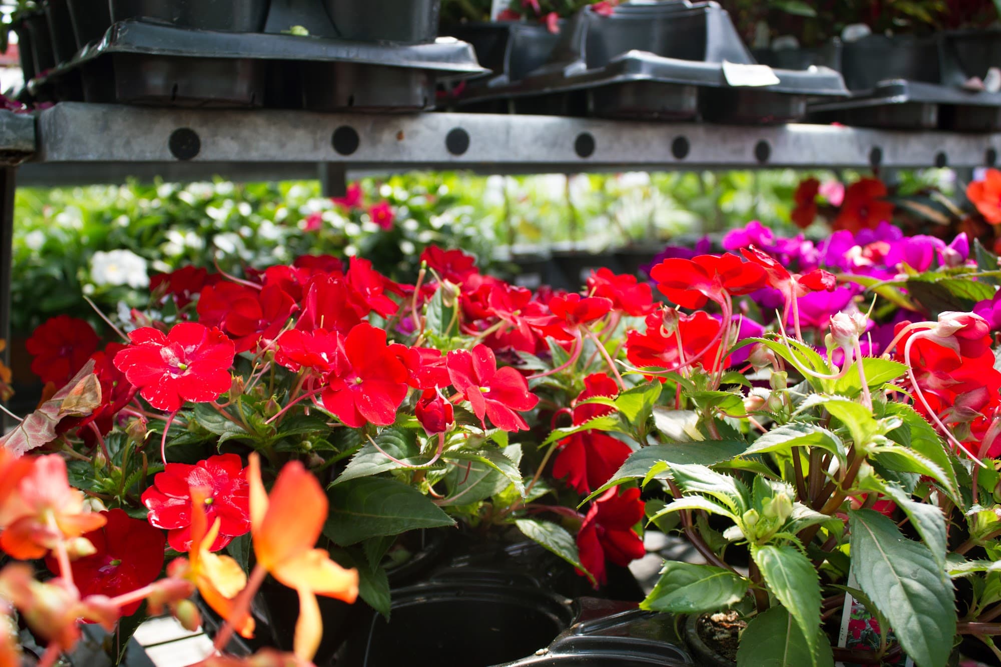 Centre d’horticulture Regimbal