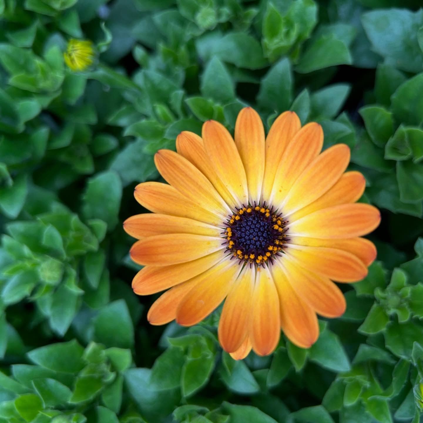 Centre Horticole Bastien