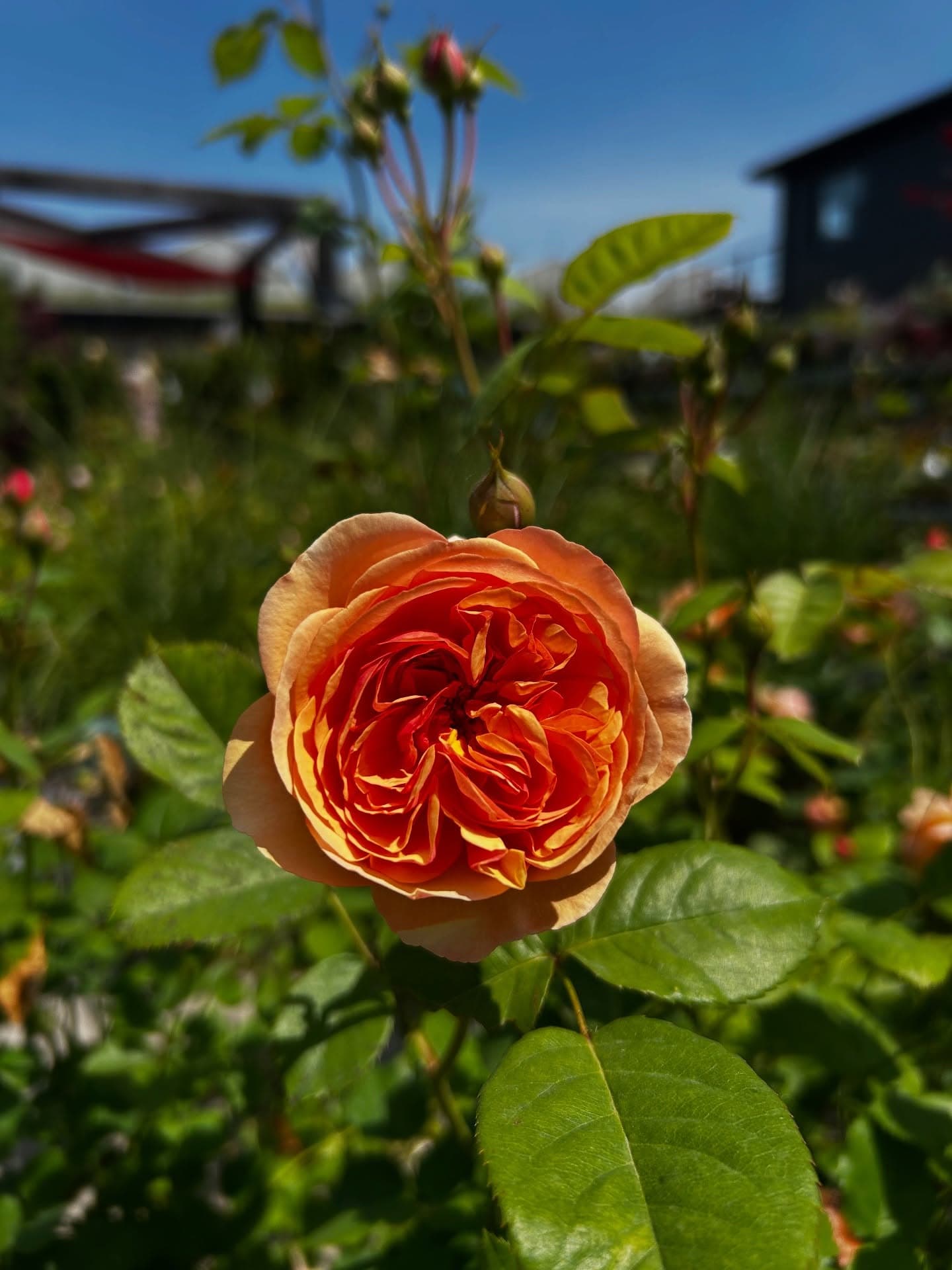 Centre Horticole Bastien