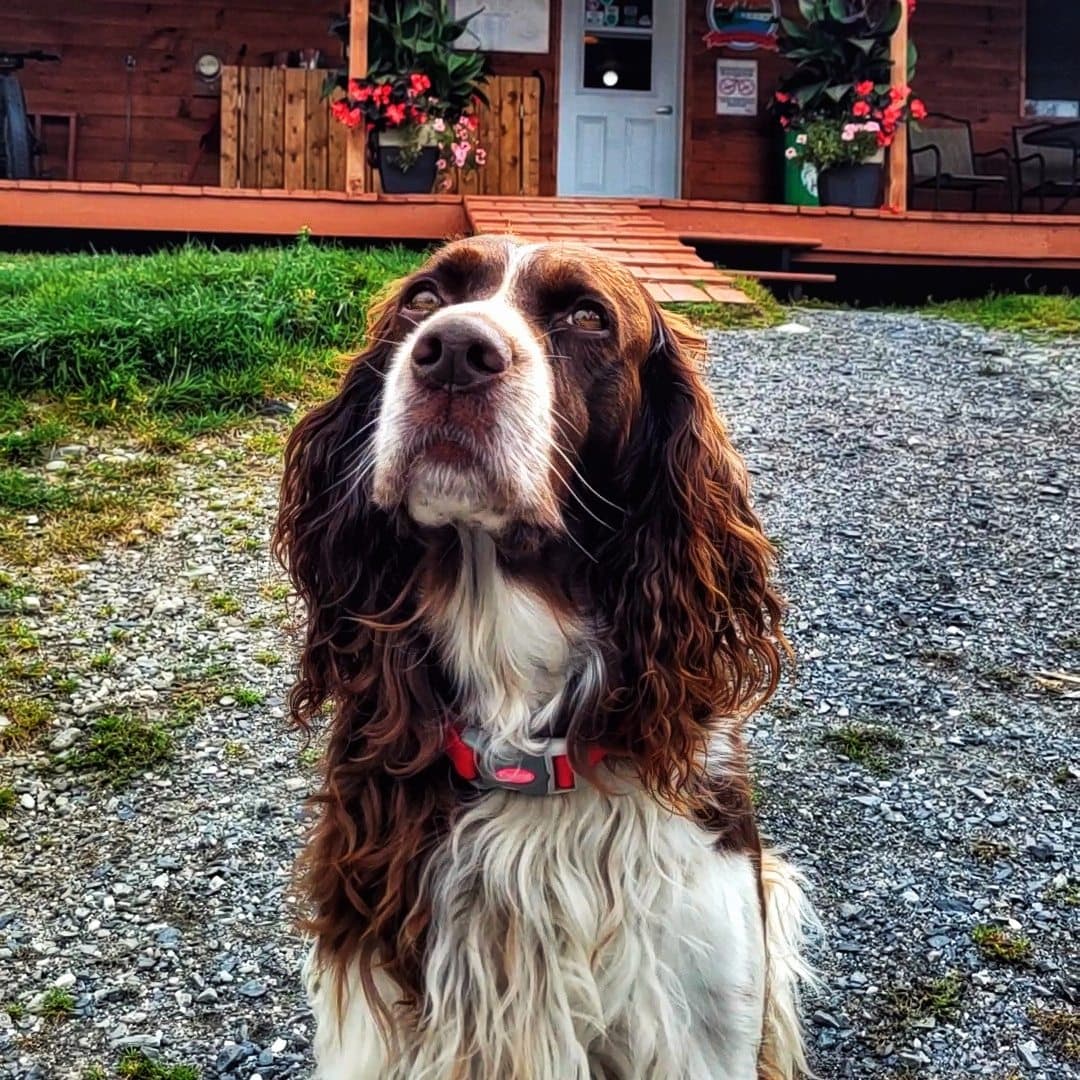 Chalets Villégiature et Pourvoirie Daaquam