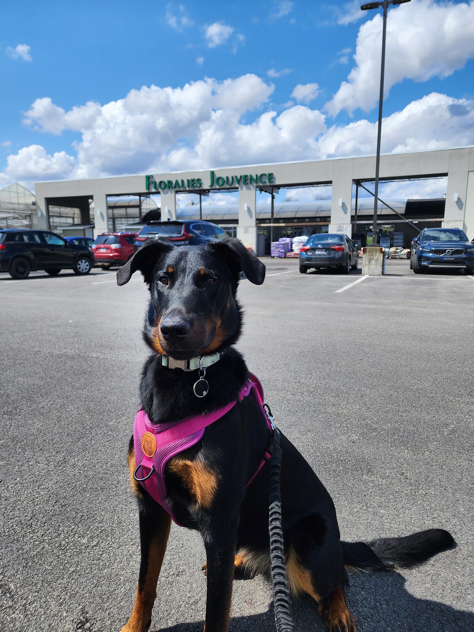 Floralies Jouvence Sainte-Foy