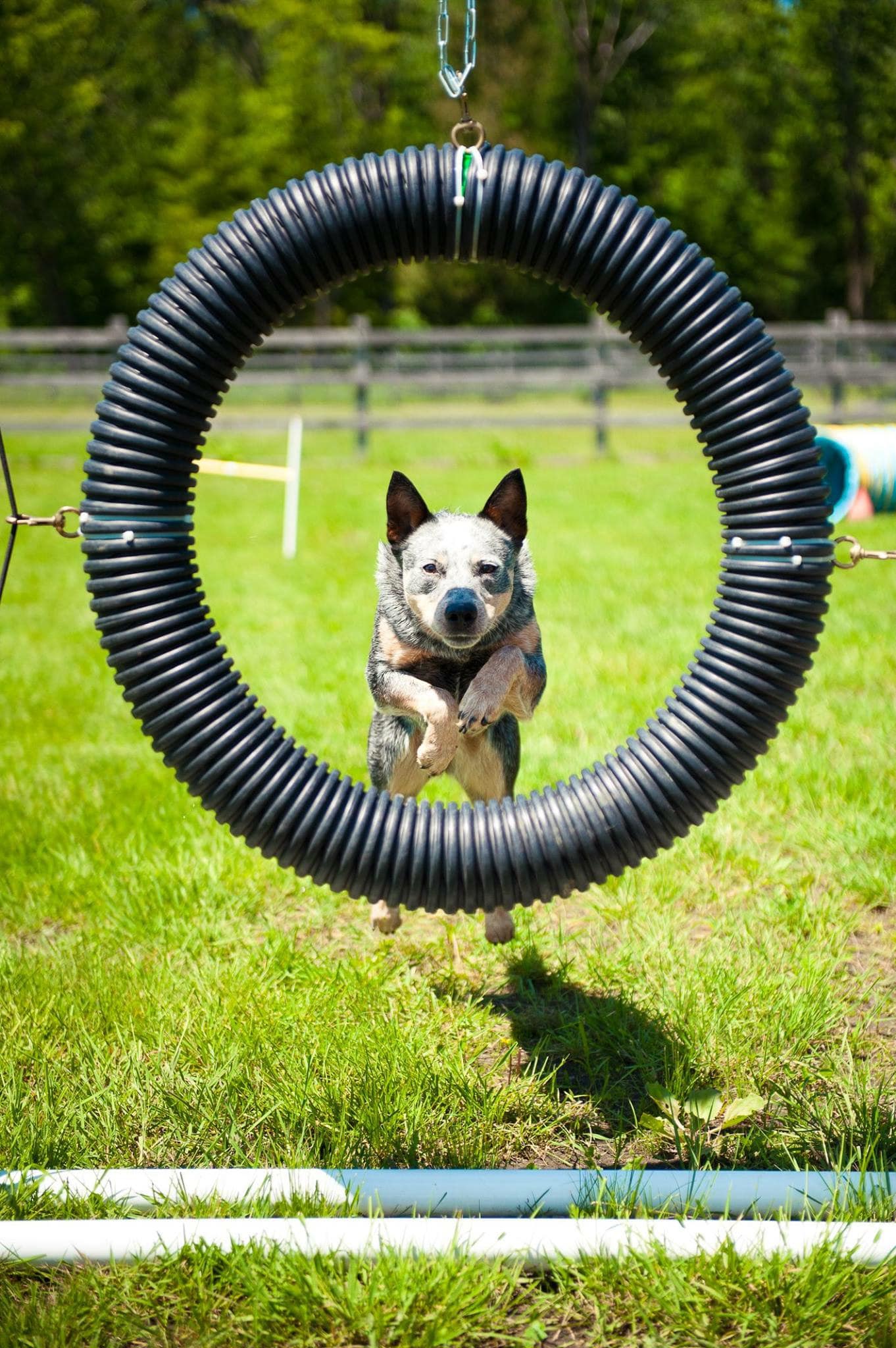 Le Cabotin - Centre Canin