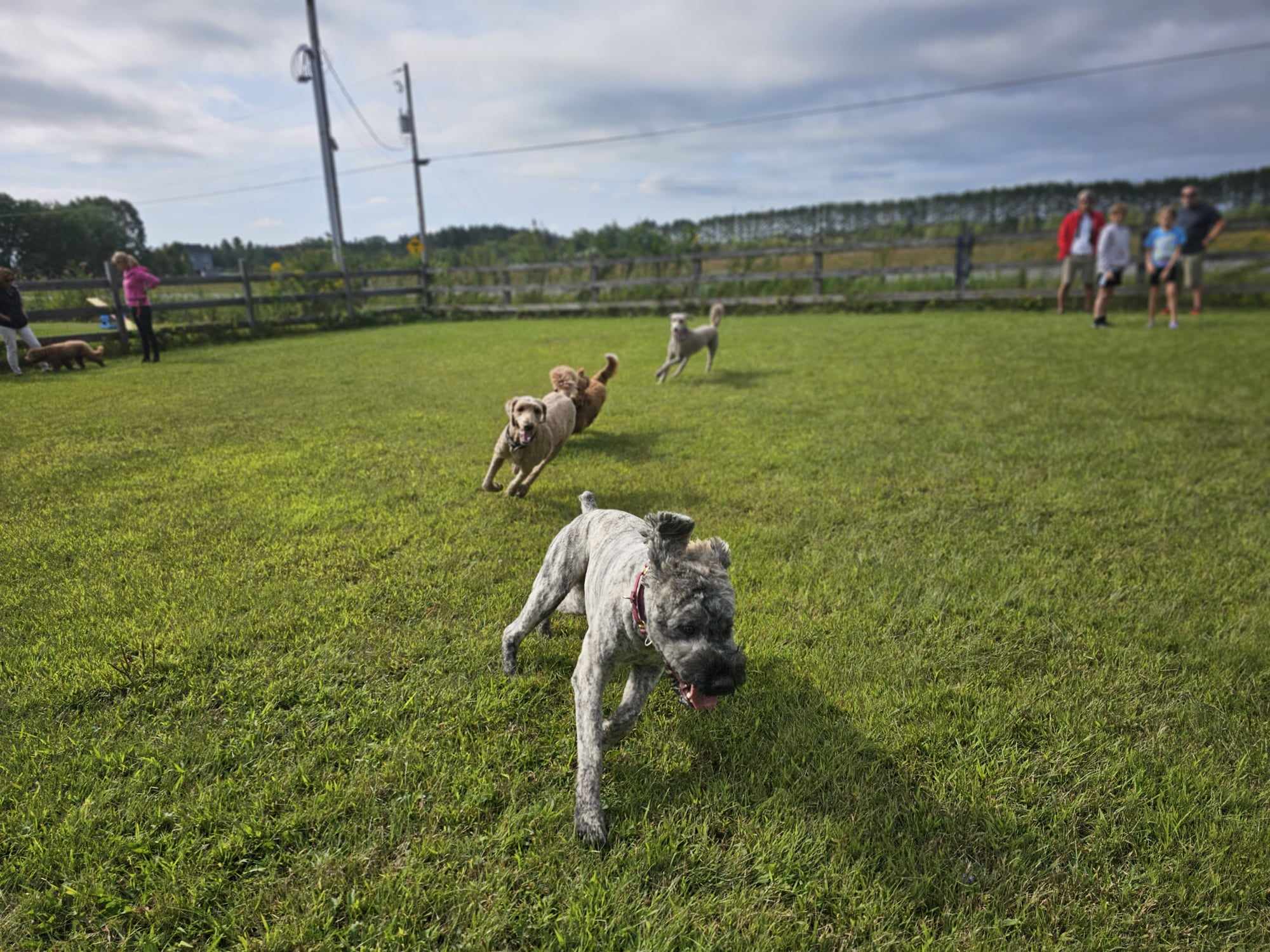 Le Cabotin - Centre Canin