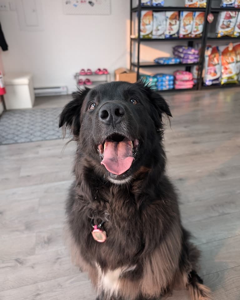 Les petites patounes TR