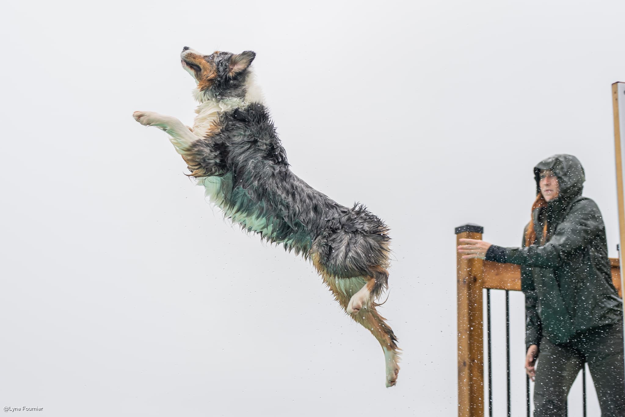 Piscine Canine Trois-Rivières