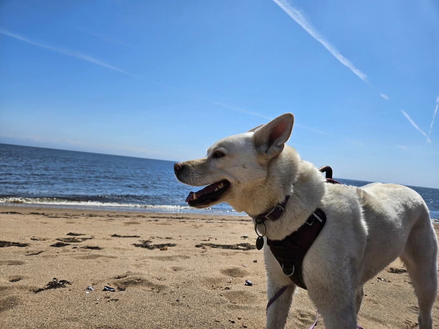 Plage de la Pointe-Paradis