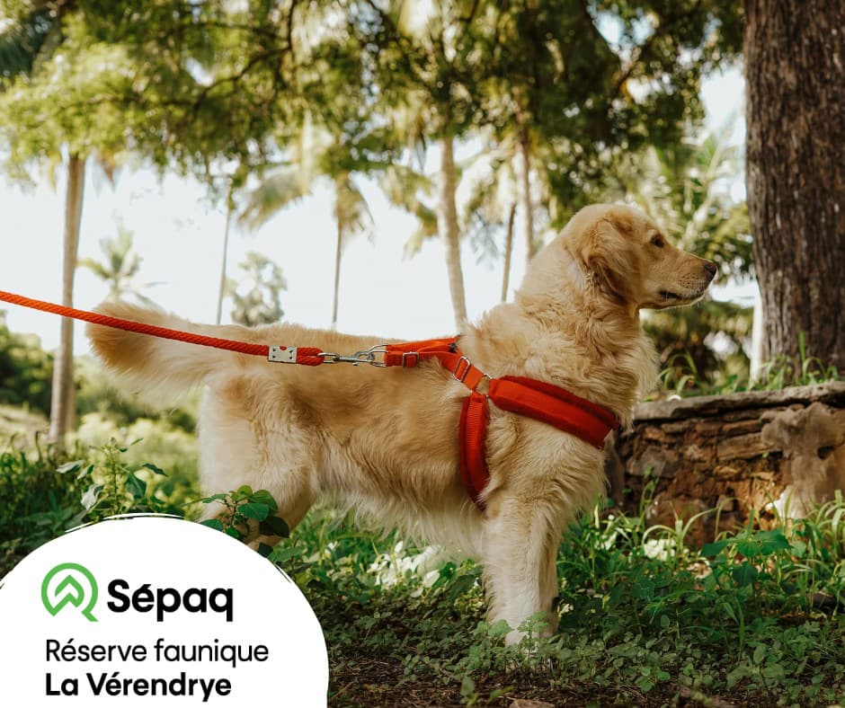 Réserve faunique La Vérendrye