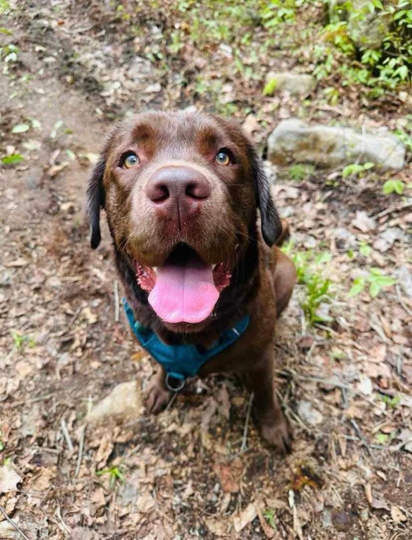 Sniffspot St-Adolphe