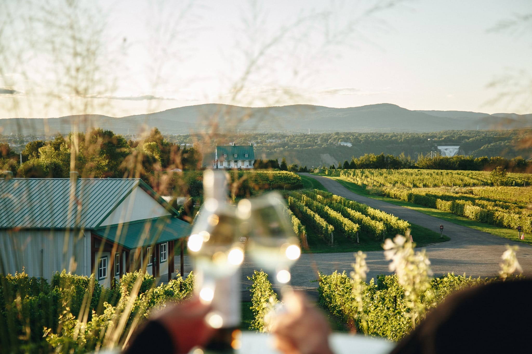 Vignoble Sainte-Pétronille